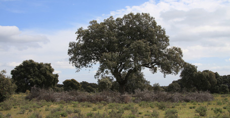 Parque Nacional de Monfragüe - Alcornoque