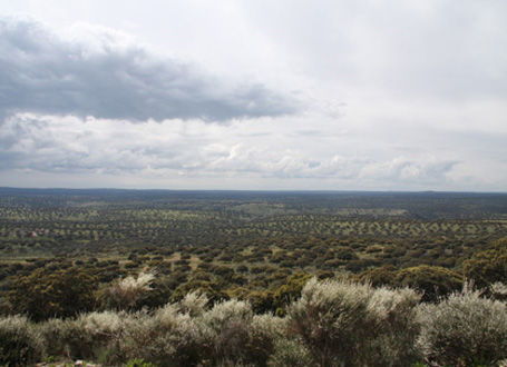 Parque Nacional de Monfragüe - Dehesa de Monfragüe