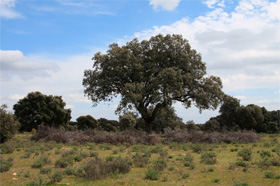 Parque Nacional de Monfragüe
