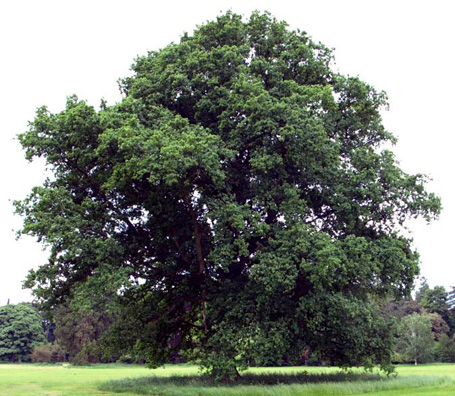 Parque Natural de las Batuecas y Sierra de Francia - Carballo