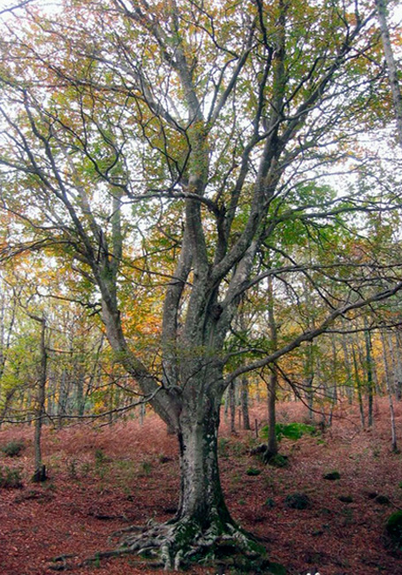 Parque Natural de las Batuecas y Sierra de Francia - Haya de Herguijuela