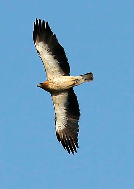 Parque Natural Cornalvo - Águila Calzada
