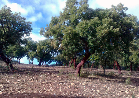 Parque Natural de Cornalvo - El Parque