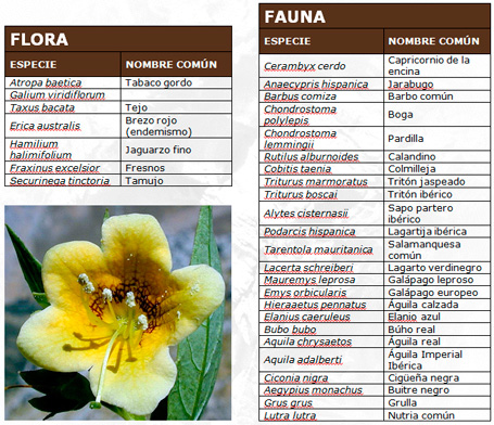 Parque Natural de Cornalvo - Vegetación, flora y fauna.