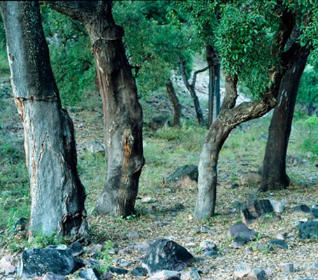 Parque Natural de la Sierra de Espadán - Barranco Ajuez