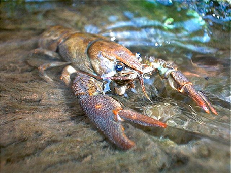 Parque Natural de la Sierra de Espadán - Cangrejo autóctono