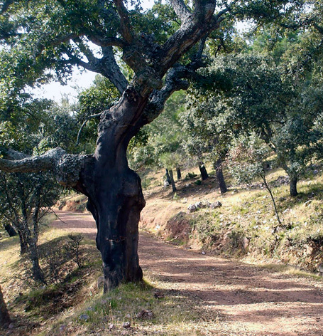 Parque Natural de Despeñaperros - Alcornocal