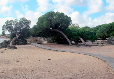 Parque Natural de Doñana - Hábitat
