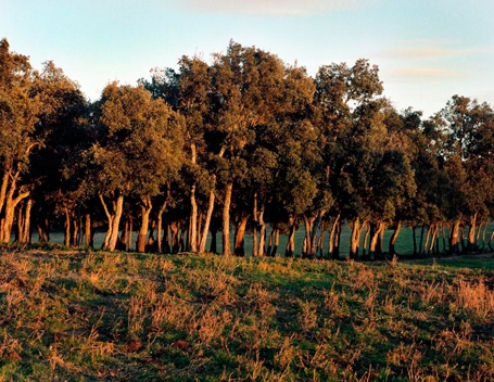 Parque Natural La Sierra de la Albera - Darnius