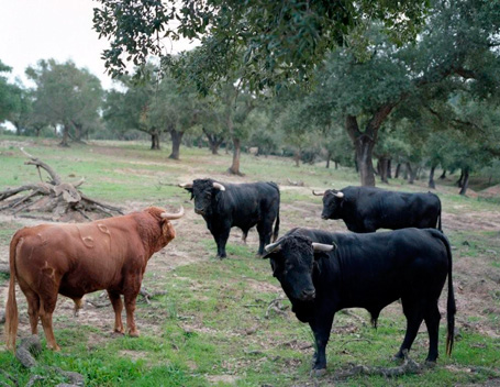 Parque Natural Los Alcornocales - Tabla de fauna