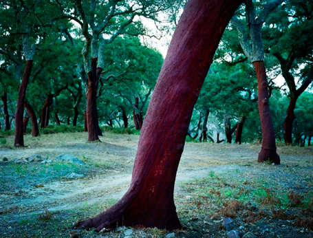 Parque Natural de Los Alcornocales - Hábitat