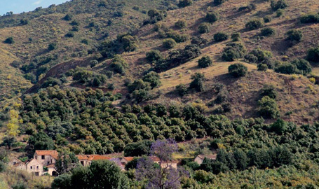 Parque Natural de los Montes de Málaga - El Parque