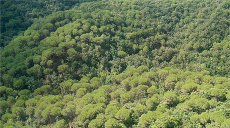 Parque Natural Montnegre y el Corredor - Pineda con alcornocal