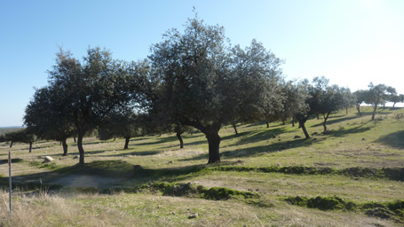 Parque Natural Sierra de Andújar - Dehesa