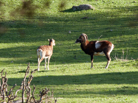Parque Natural Sierra de Andújar - Muflón
