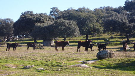 Parque Natural Sierra de Andújar - Reses en la dehesa