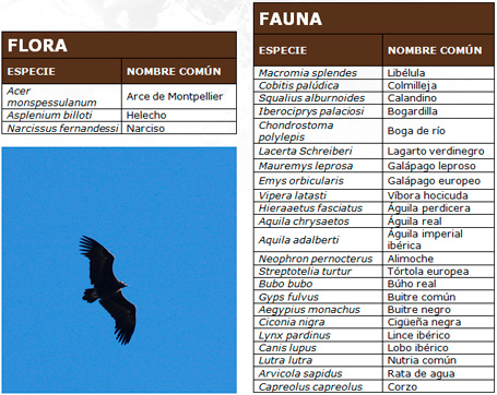 Parque Natural Sierra de Andújar - Vegetación, flora y fauna.