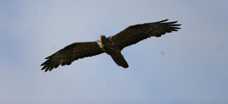 Parque Natural Sierra de La Culebra - Águila Culebrera