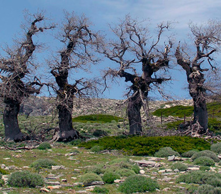 Parque Natural Sierra de las Nieves - Quejigos