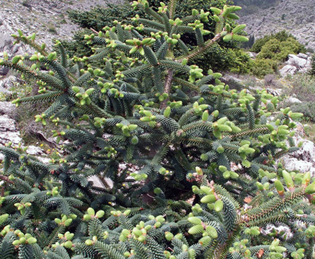 Parque Natural Sierra de las Nieves - Vegetación, flora y fauna.