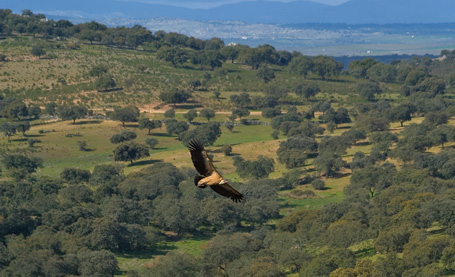 Zona de Interés Regional de la Sierra de Sanpedro - Zona de Interés Regional