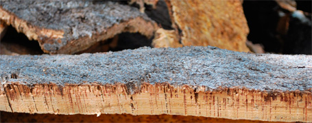 Cortes de la Frontera - Producto local y artesanía