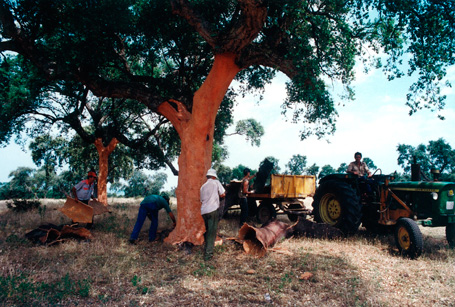 San Vicente de Alcántara - El Corcho